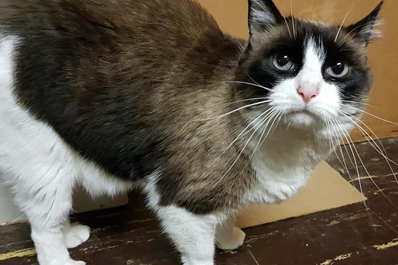 Mia
Age: 9 years old | Breed: Snowshoe/Ragdoll Mix | Sex: Female | Rescue: HART 
Photo via rescueahart.org/