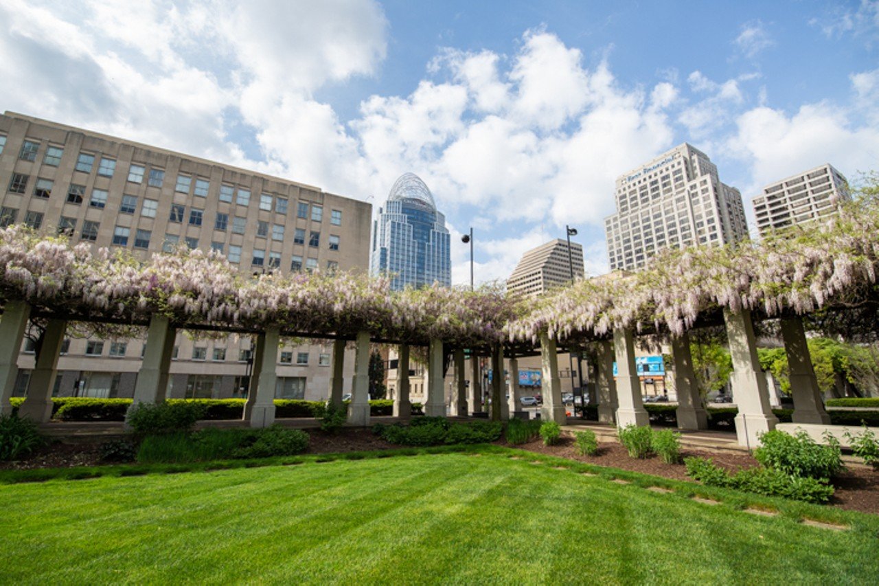 The Beautiful Wisteria Vines are in Bloom Outside of Procter & Gamble's Downtown Courtyard