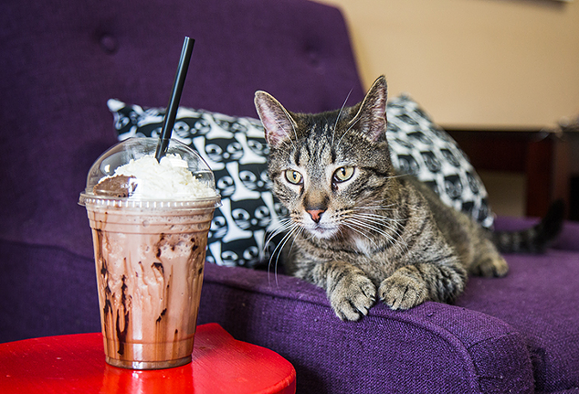 No. 6 Best Local Coffee Shop: Kitty Brew Cat Café
6011 Tylersville Road, Mason