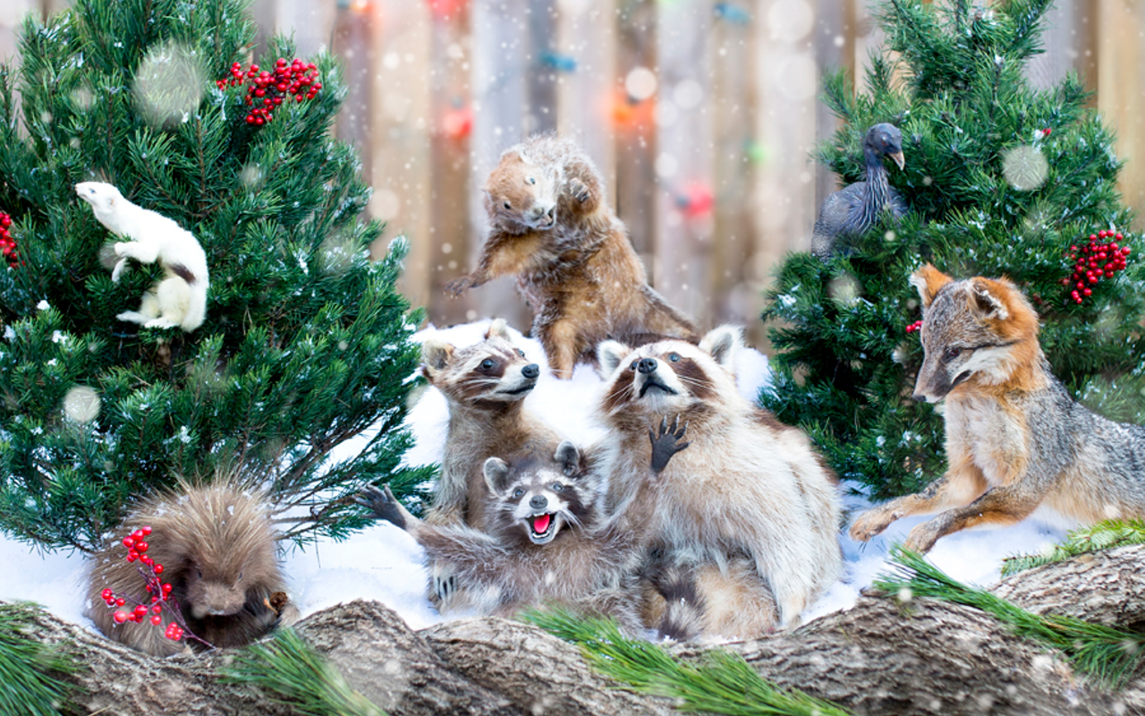 Taxidermied raccoons from Meddling with Nature
