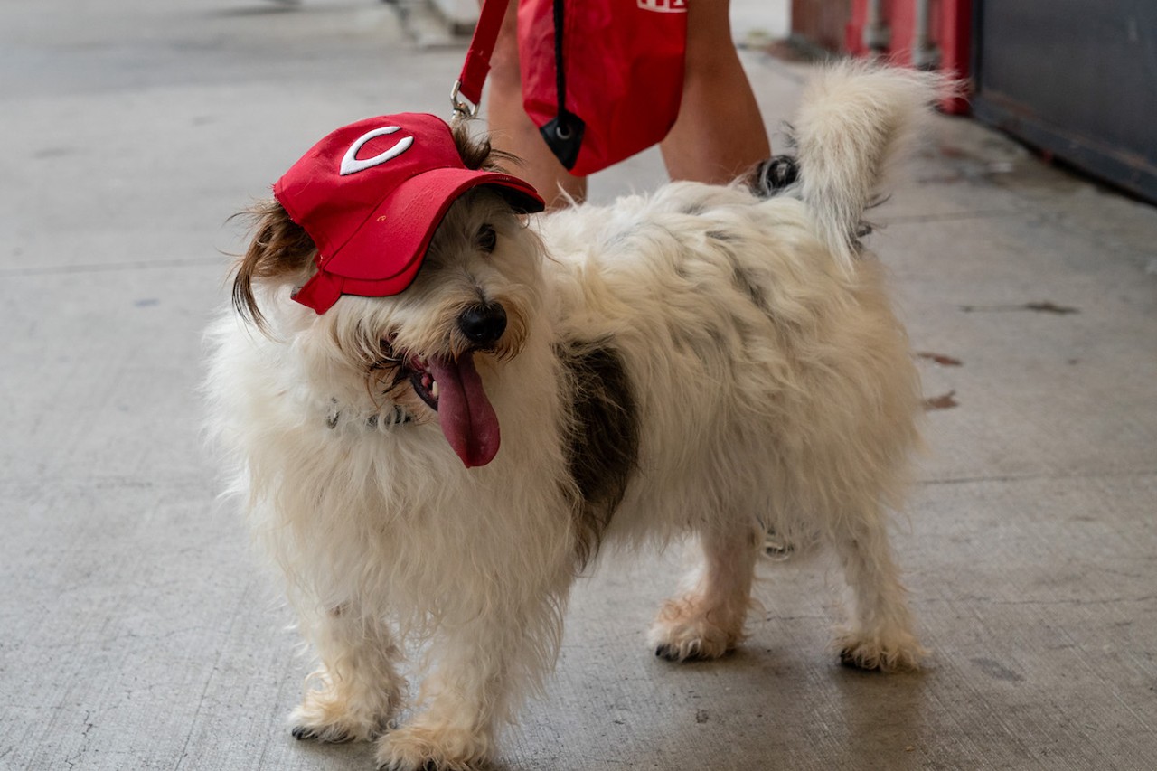 The Most Adorable Furry Friends We Saw During the Cincinnati Reds' Bark