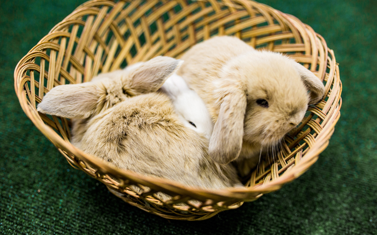 Holland lop kits Jabba, R2-D2 and Chewie, available for adoption through the Ohio Pet Sanctuary.