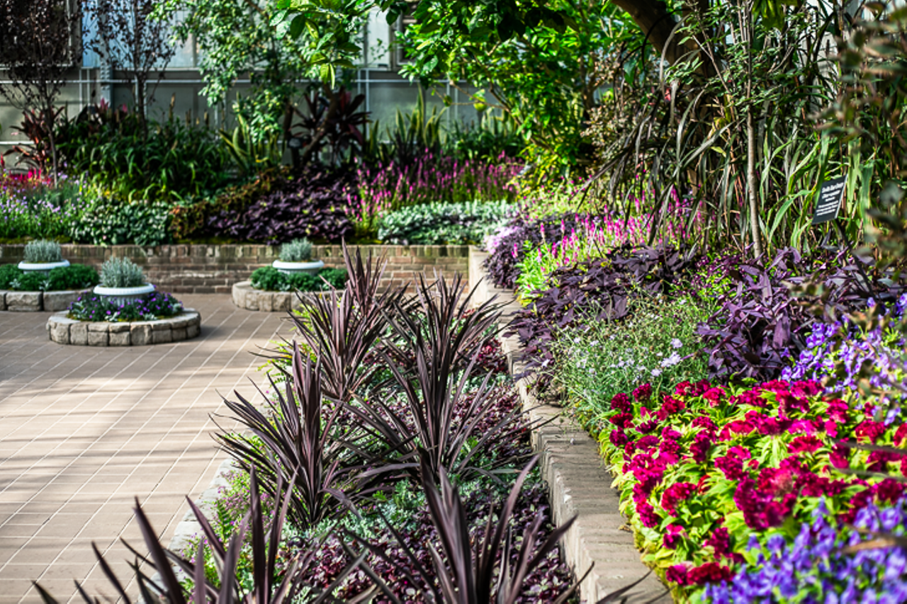The "Plum Gorgeous" Fall Floral Show Transforms Krohn Conservatory into a Violet Delight