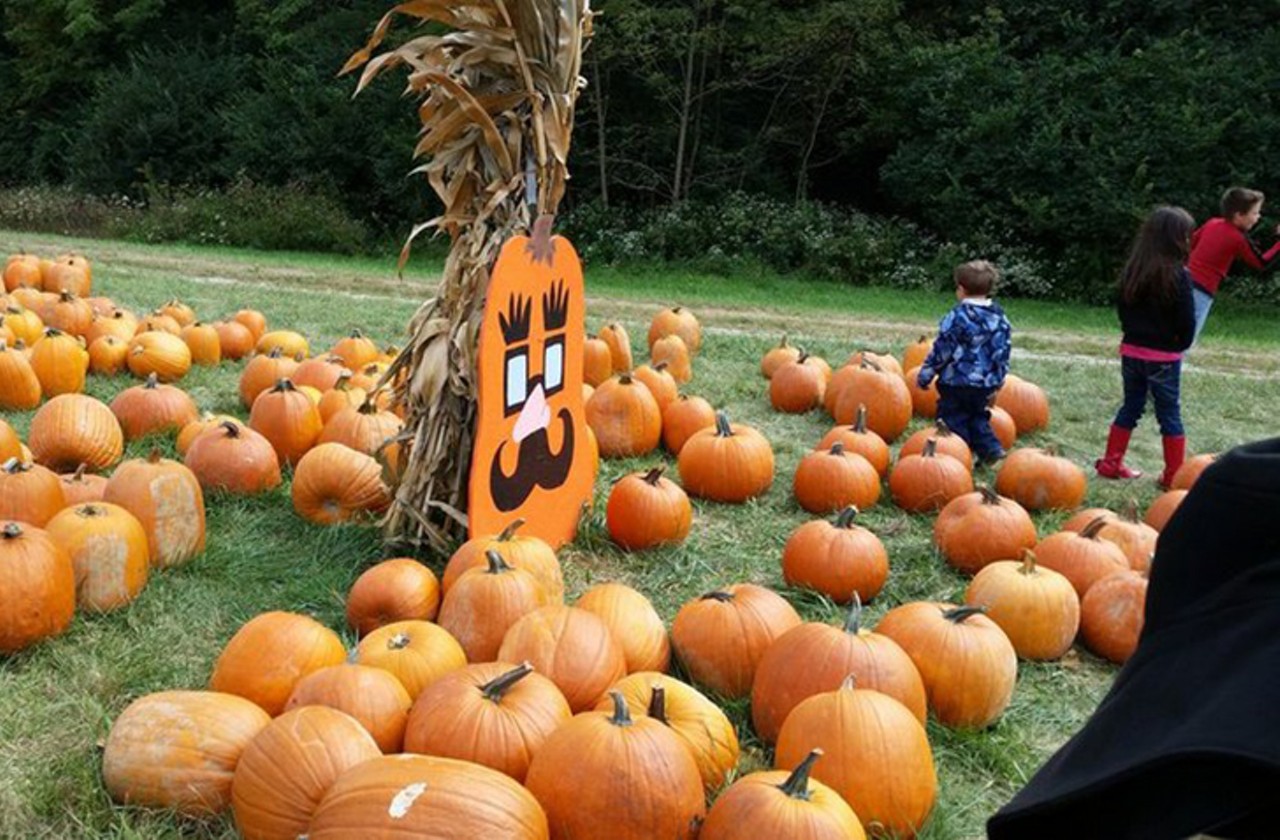 Burger Farm & Garden Center Fall Pumpkin Festival
Head to the farm&#146;s annual fall festival every weekend in October. More than 30 family-friendly activities include a puppet show, live music, mini zip lines, carnival and pony rides, paintball and more. Buy mums, gourds, apple cider, corn stalks and pumpkins. Take a hayride to the pumpkin patch to pick your own or chuck a mini pumpkin (or pet a bunny) for an additional fee. 
10 a.m.-6 p.m. Saturdays and Sundays Sept. 30-Oct. 29. $12 ages 3-18; $5 adults; free children 2 and under. 7849 Main St., Newtown, burgerfarms.com.
Photo via burgerfarms.com