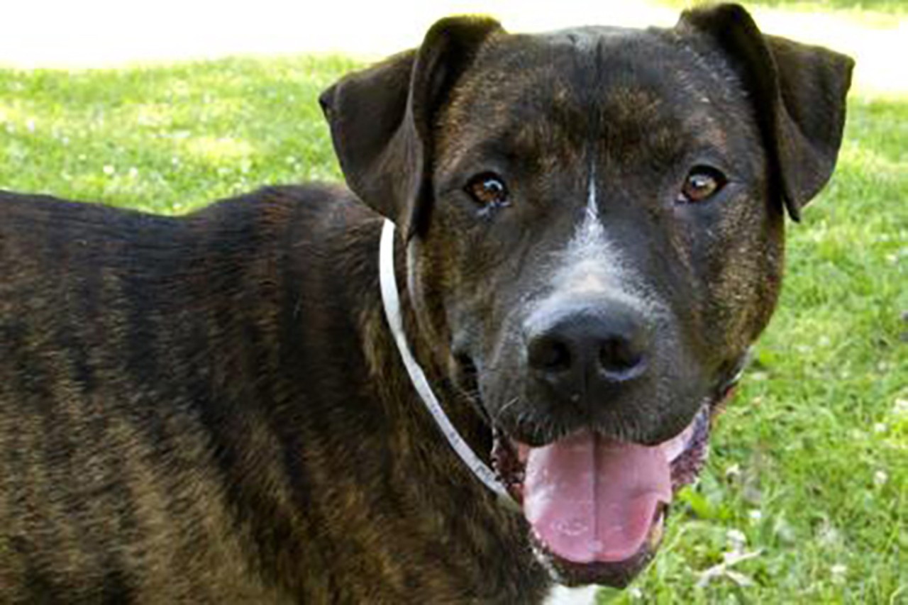 Melo
Age: 2 years old | Breed: Terrier, American Pit Bull/Mix | Sex: Male | Rescue: SPCA Cincinnati 
Photo via spcacincinnati.org