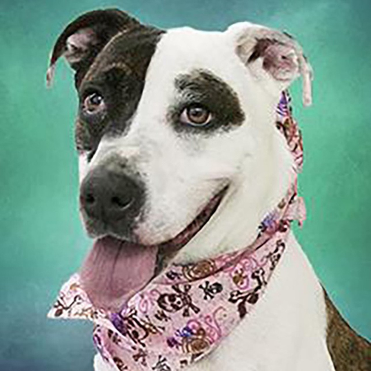 Brandi
Age: 5 years old | Breed: Terrier, American Pit Bull/Mix | Sex: Female | Rescue: SPCA Cincinnati 
Photo via spcacincinnati.org