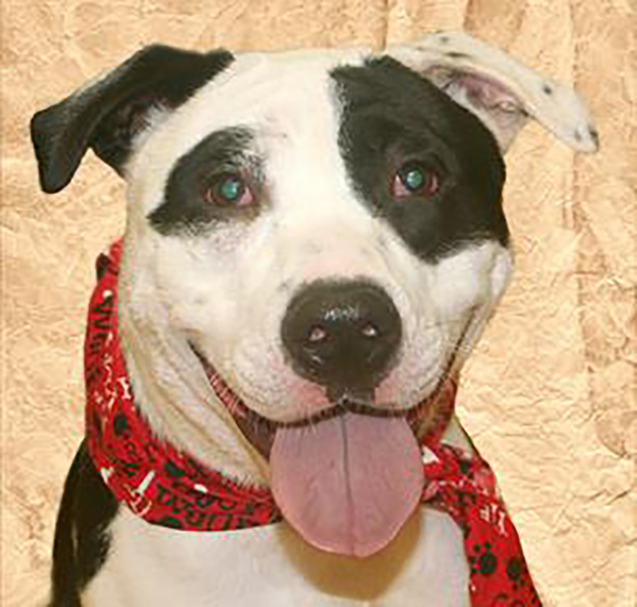 Carter
Age: 4 years old | Breed: Terrier, American Pit Bull/Mix | Sex: Male | Rescue: SPCA 
Photo via spcacincinnati.org