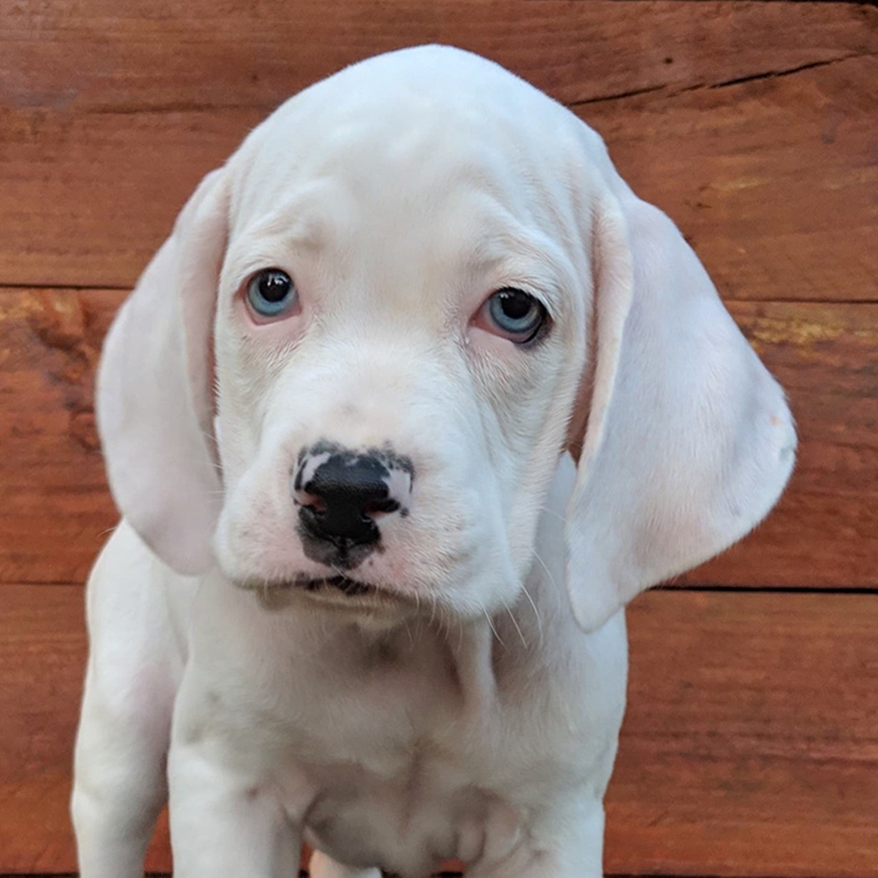 Diamond (Deaf)
Age: 2 months old | Breed: Hound Mix | Sex: Female | Rescue: Louie&#146;s Legacy 
Photo via LouiesLegacy.org