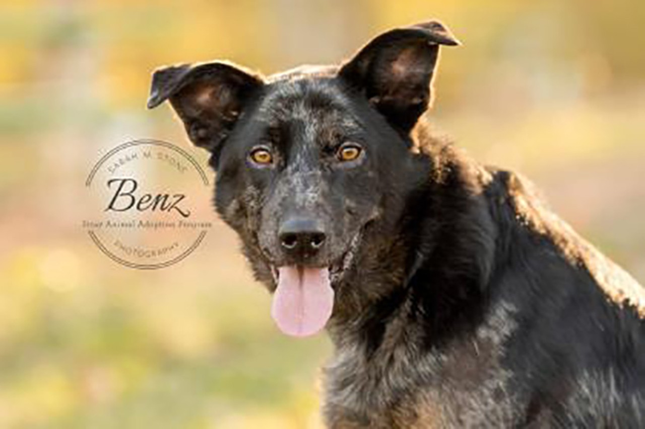 Benz 
Age: 4 years / Breed: Australian Cattle Dog/Retriever Mix / Sex: Male / Rescue: Stray Animal Adoption Program
Photo via adoptastray.com