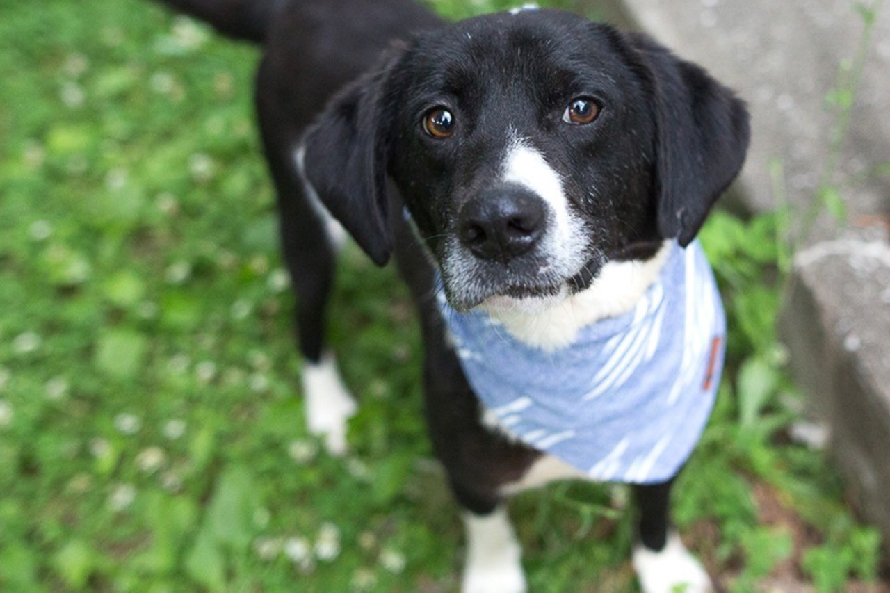 Skipper
Age: Adult / Breed: Border Collie, Hound Mix / Sex: Male / Rescue: Hart Animal Rescue
Photo via rescueahart.org