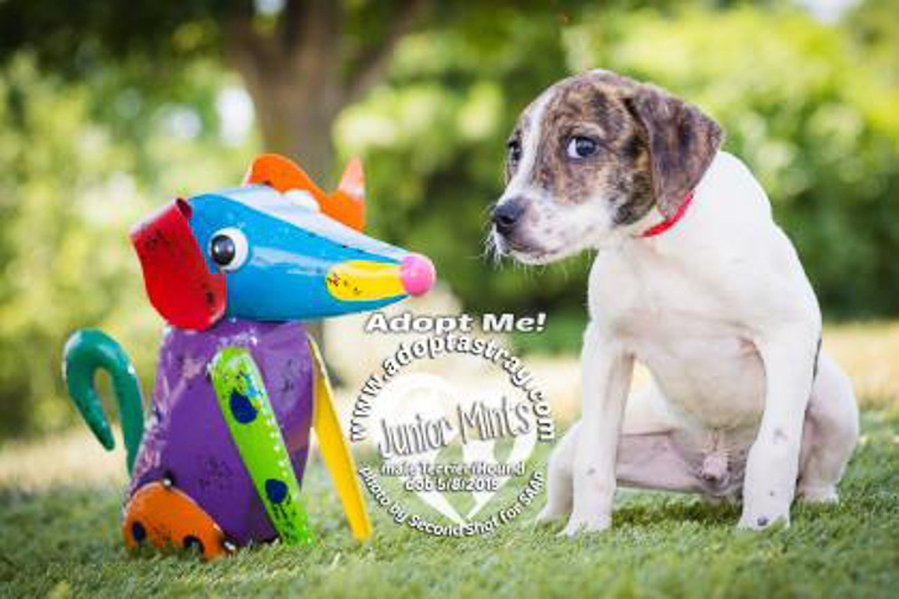Junior Mints
Age: 3 Months / Breed: Terrier, Hound Mix / Sex: Male / Rescue: Stray Animal Adoption Program
Photo via adoptastray.com