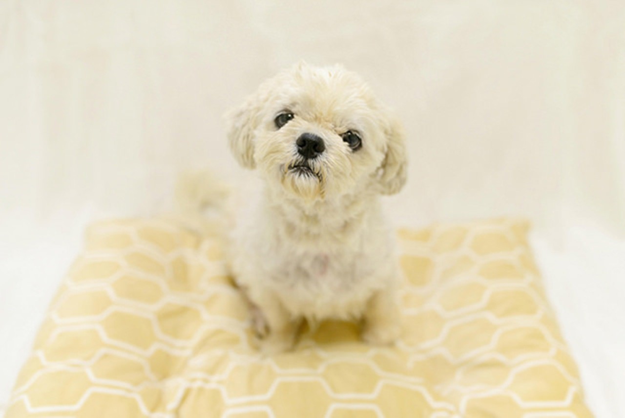 Bentley
Age: 6 years / Breed: Shih Tzu Mix / Sex: Male / Rescue: Save the Animals Foundation 
Photo via staf.org
