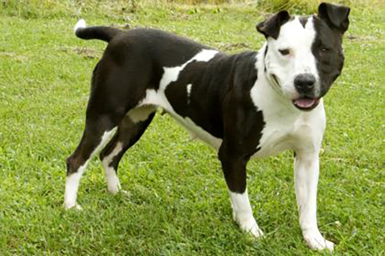 Kandi
Age: 4 years / Breed: Terrier, American Pitbull/Mix / Sex: Female / Rescue: SPCA 
Photo via spcacincinnati.org