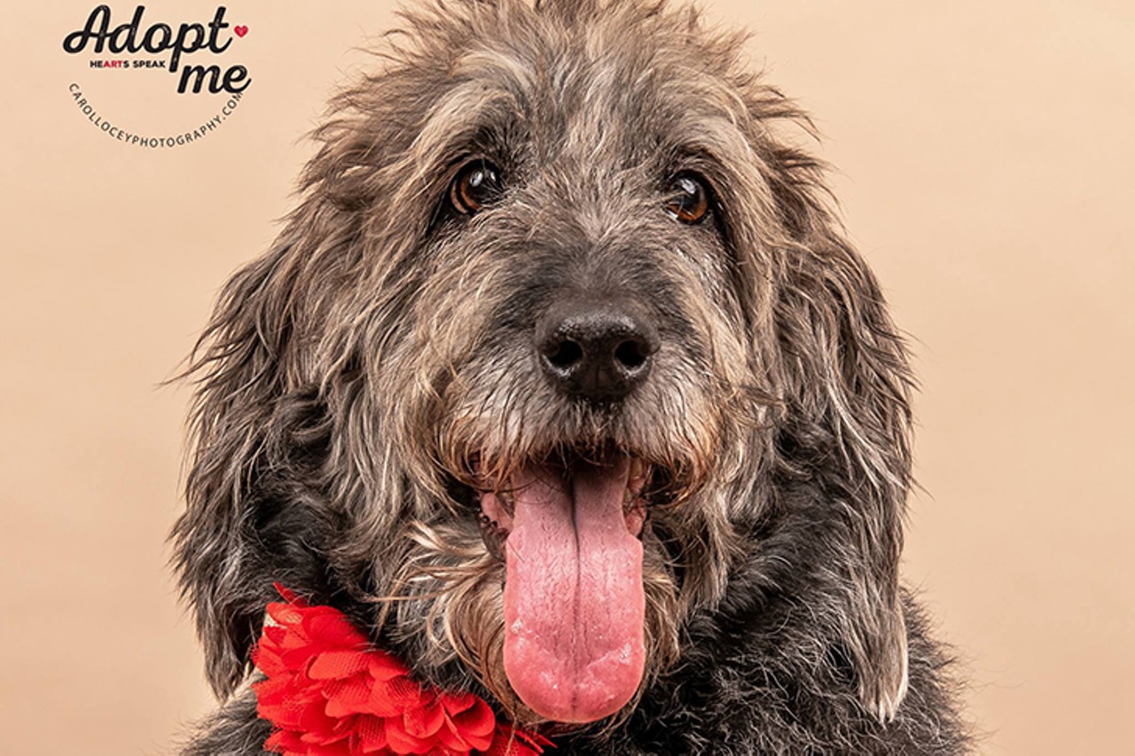 Mimzi
Age: 11-12 years / Breed: Labradoodle / Sex: Female / Rescue: Louie&#146;s Legacy 
Photo via louieslegacy.org