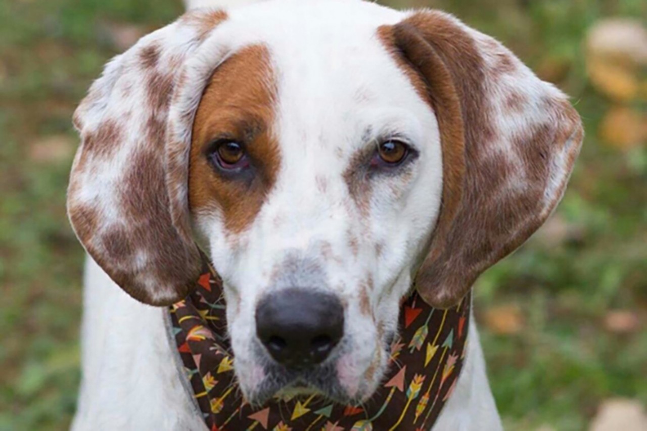 Copper 
Age: 4 years / Breed: Coonhound/Setter / Sex: Male / Rescue: Louie&#146;s Legacy 
Photo via louieslegacy.org