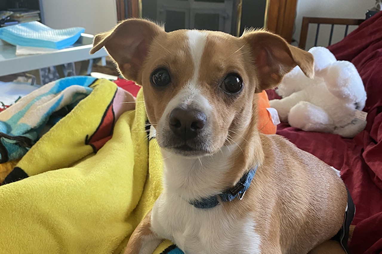 Natas
Age: 8 Months Old / Breed: Chihuahua  / Sex: Male / Rescue: Louie&#146;s Legacy
&#148;My name is Natas and I am a handsome, 8 month old, 15 lb chi mix! I am full of love!! I love toys, I love to play, I love people, I just love all the things!! I am fostered with other small dogs and I leave the grumpy seniors alone but romp and play with the ones who are game!! I have also met a big dog and I enjoyed playing with him as well! I'm fostered with kittens and if they want to play I&#146;m also down, but if not, I understand and leave them be. I enjoy having a yard to play in or I&#146;m happy to take walks. At the end of the day, I love to curl up next to my person or people and snooze. I&#146;m crate trained and potty trained. After having been on the streets for part of my life, I have to say, living in a house is amazing! I love my foster mom and furry friends here, but I&#146;m ready to find a family of my own! Natas' adoption fee is $400.&#148;
Photo via louieslegacy.org