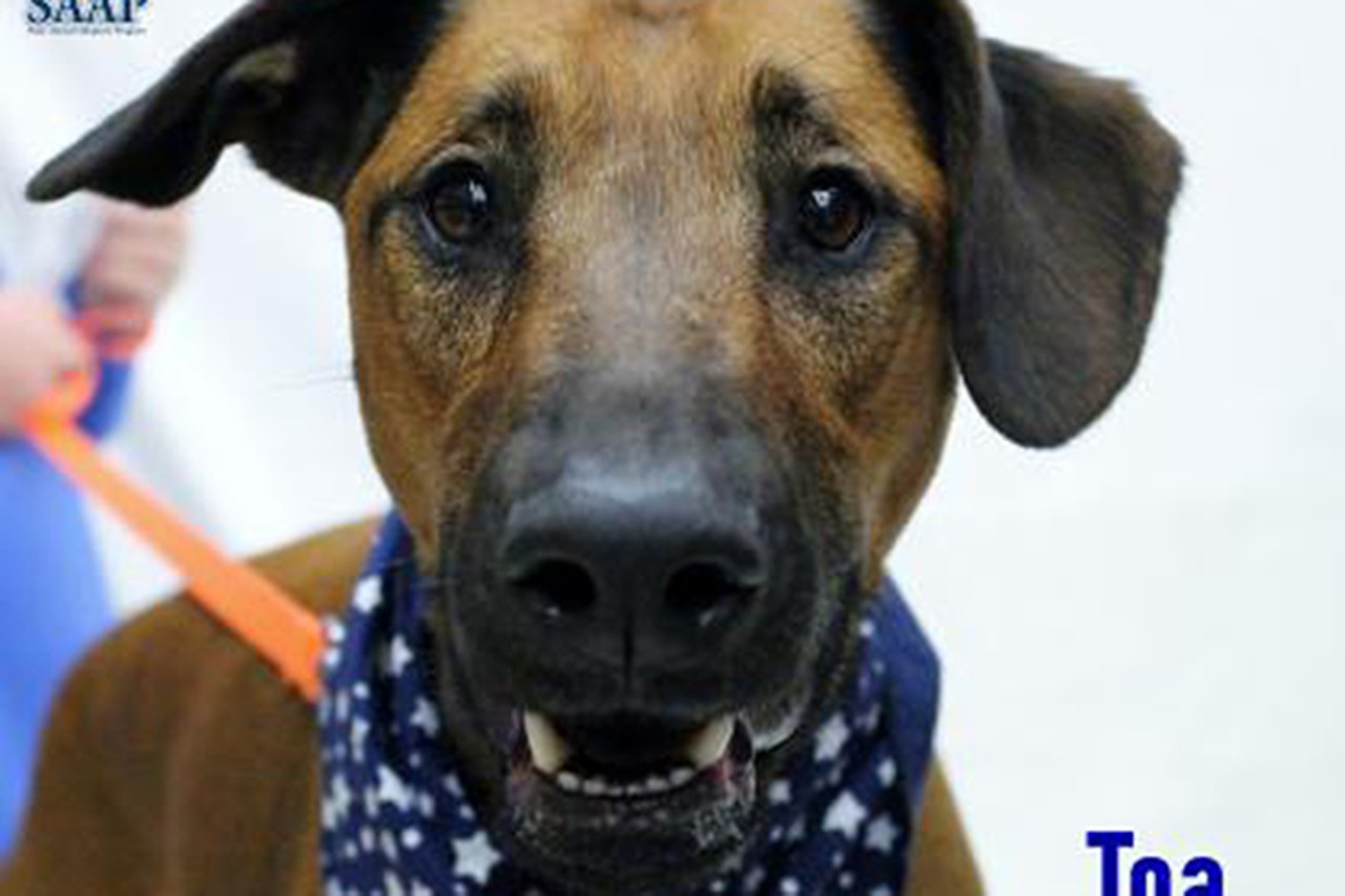 Toa
Age: 3 Years Old / Breed: Doberman Pinscher Mix / Sex: Male / Rescue: SAAP
&#148;Toa is building his resume - He is an educated 2 y.o doberman mix who is learning heel, knows sit, drop it, and can open doors for you! He does intend on continuing his education once he has his furever home. He communicates well with other dogs and enjoys team building projects such as walking/hiking a few miles/swimming with his crew. He is most comfortable with an adult home and needs time to develop a relationship with new people or be excused from large social events. Historically, he has been employed as the resident snuggler even at his size of 75lbs! He has his certification as house trained and crate trained. His dream job is to continue inspecting peanut butter-filled Kong's and stuffies. Fill out an adoption application to meet Toa at adoptastray.com and interview him today!&#148;
Photo via adoptastray.com