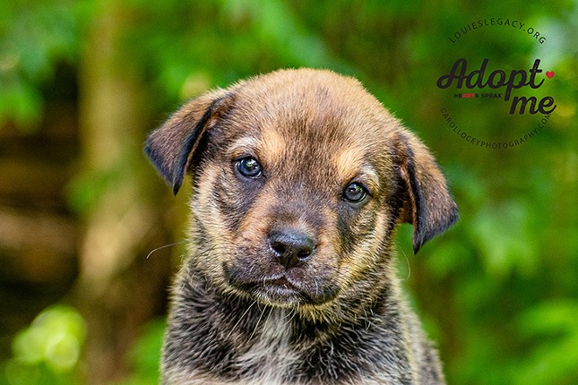 Clyde
    
    Age: 10 Weeks Old / Breed: German Shepherd Dog/Mountain Cur Mix / Sex: Male / Rescue: Louie&#146;s Legacy
    &#148;Introducing Bonnie & Clyde, 10-week old German Shepherd/Mountain Cur mixes guaranteed to steal your heart! Clyde is 7-lbs of playful personality! He loves to chase his stuffed toys and then snuggle up next to his foster mom for rubs. The only thing that moves faster than his tail is his foot during belly and ear scratches. Clyde is fostered with his sister, Bonnie and dogs of all sizes. Are you ready to let Clyde run away with your heart? Apply today! His adoption fee is $400.&#148;
    Photo via louieslegacy.org