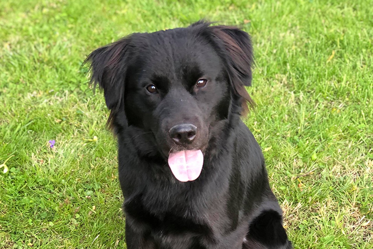 Bear
Age: 2 Years Old / Breed: Flat-Coated Retriever / Sex: Female / Rescue: Louie&#146;s Legacy
&#148;Hi! My name is Bear! I am a two year old, Flat-Coated Retriever mix. At 59 pounds, I am the perfect medium sized boy, fit for any yard! I am fostered with dogs, cats and kids and do great with everyone in my foster home, but I am a pretty playful guy which can sometimes annoy dogs that don't enjoy playing as much as I do! I am mostly potty trained, but have had a few accidents while adjusting to my foster home - I promise I'm working hard at it! I am very quiet in my crate and will go in on command. I will need a family that is committed to training me to use my smarts for good. It doesn't seem like I had any training prior to coming to rescue, so I'm very much a puppy in a bigger dog's body! My foster family says I will learn quickly as I am very smart and eager to please. If you're looking for a handsome, happy guy to spend your time with - you've found him! Apply today! My adoption fee is $250.&#148;
Photo via louieslegacy.org