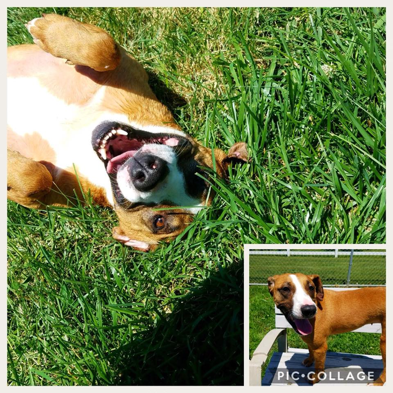 June | Shelter: Brown County Humane Society | Email: bcas@browncountyohio.gov | About: June is a very funny girl that needs to be in a home without cats. She is a heart worm survivor and one of our longest residents at the shelter.