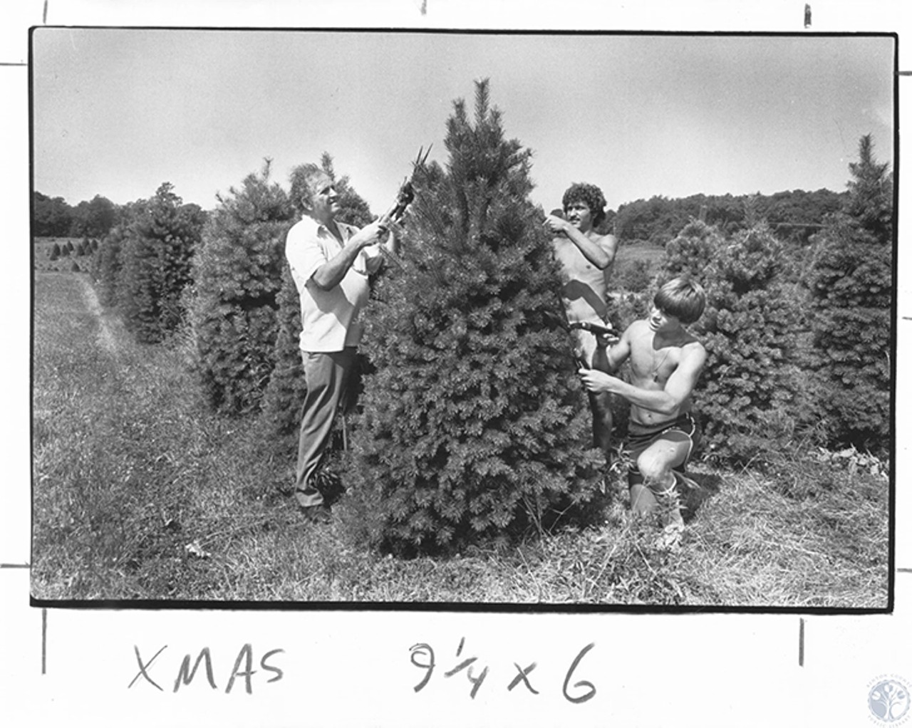 Hebron, 1980
"Burr Reeves, Dan Mai (15), Bob Reeves (19) trimming and pruning Christmas trees at Reeves Farm"