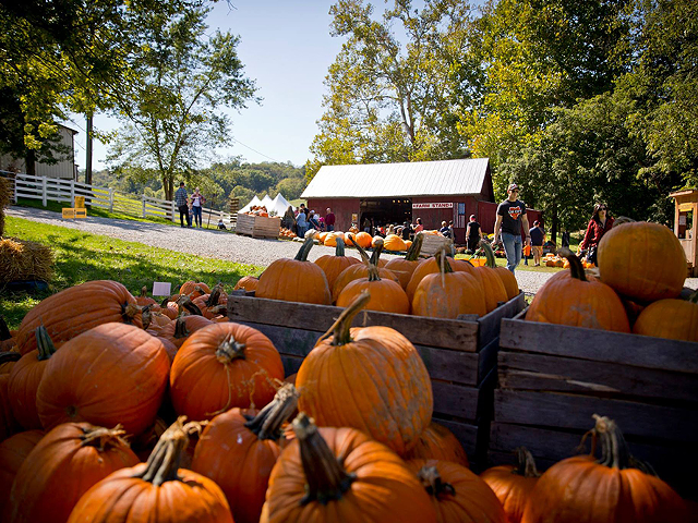 Fall Fest at Neltner's Farm