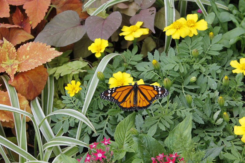 Krohn Conservatory Postponing Opening of 25th-Annual Butterfly Show, Closing Until Further Notice