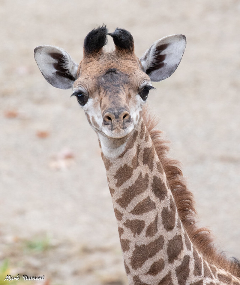 Theo's lil boopable face - Photo: Provided by the Cincinnati Zoo