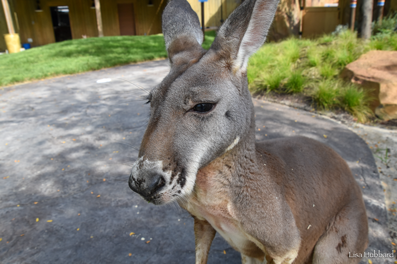 Is this too many roo photos in one blog? - Photo: Lisa Hubbard