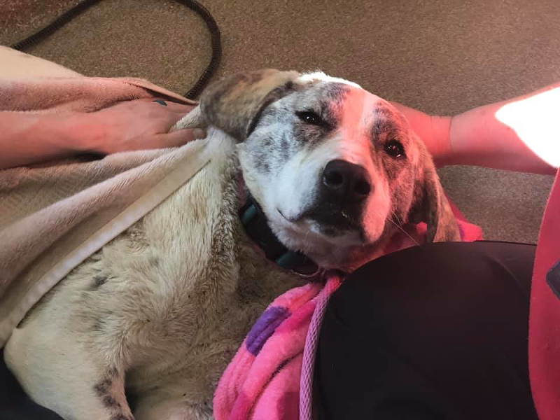 Frosty warming up following her rescue Feb. 14. - SPCA Cincinnati
