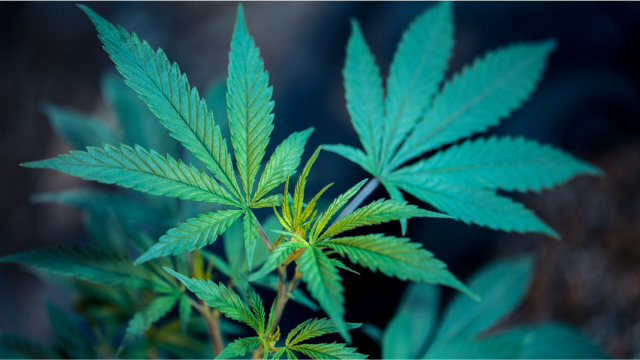 Poll: 9 in 10 Kentuckians Support Legalizing Medical Marijuana