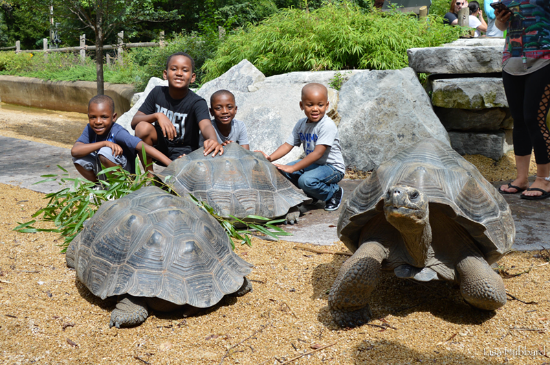 Kids at the zoo. Maybe one of those tortoises is a dad — not to the children, of course - Photo: Provided by the Cincinnati Zoo