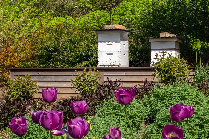 The Cincinnati Zoo's hives - Photo: Paige Deglow
