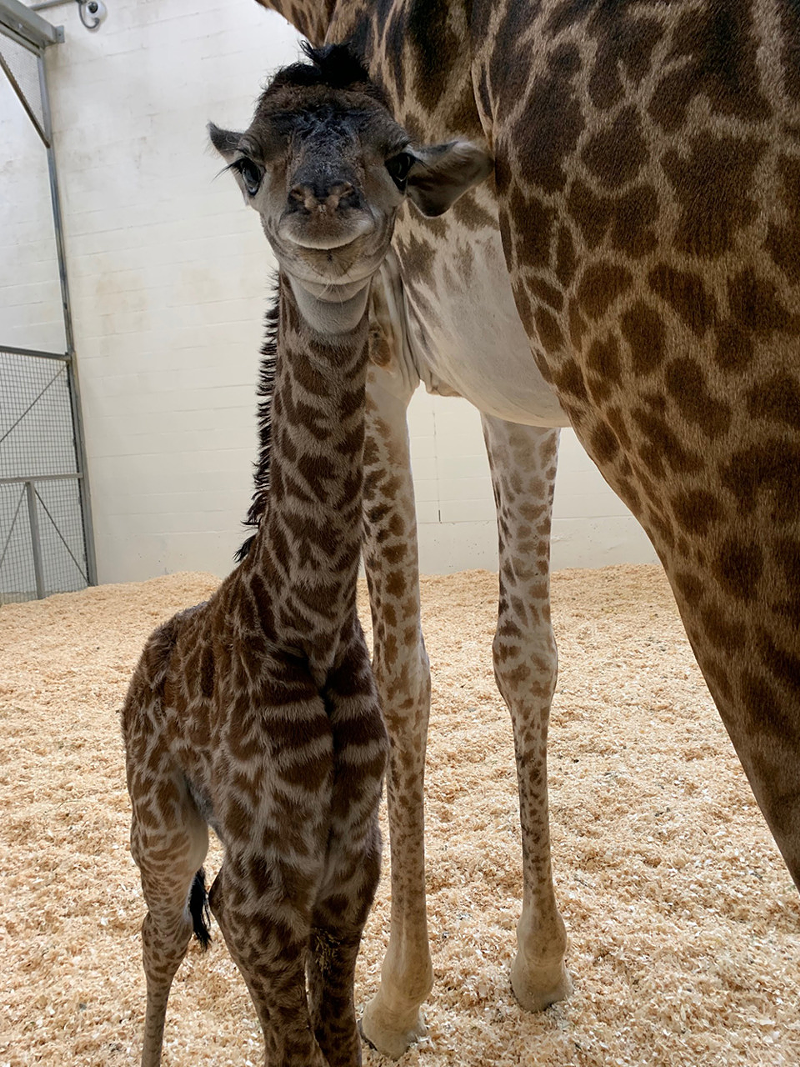 Baby Fennessy with his mom earlier this week - Provided by the Cincinnati Zoo and Botanical Garden
