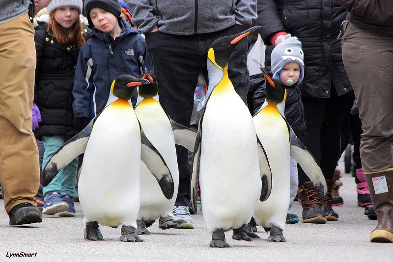 Penguin Days at the Cincinnati Zoo & Botanical Gardens - Photo via Facebook.com/CincinnatiZoo // Lynn Smart