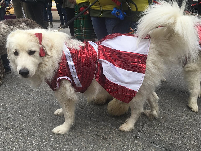 The OTR Raildog Parade Means Dogs in Holiday Costumes Will Be All Over Over-the-Rhine This Sunday