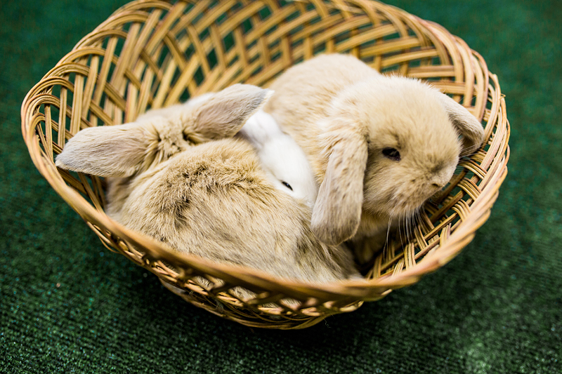 Holland lop kits Jabba, R2-D2 and Chewie, available for adoption through the Ohio Pet Sanctuary. - Photo: Hailey Bollinger