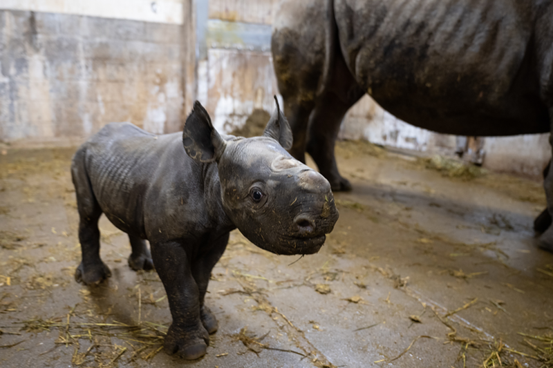 Baby rhino - Photo: Provided by the Cincinnati Zoo