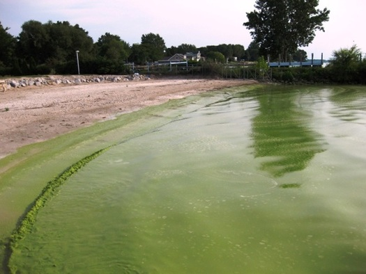 A toxic algae bloom in the western basin of Lake Erie - Photo: NOAA/Flickr