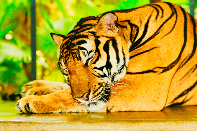 An actual Bengal tiger — may or may not be good at football - Photo: Michael Green
