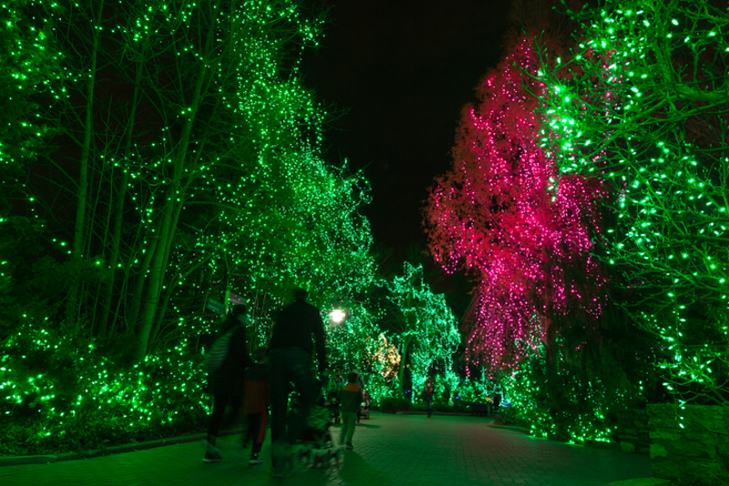 Cincinnati Zoo's Festival of Lights Once Again Named No. 1 Best Zoo Lights in the Nation