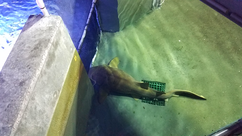 Ziggy in an acclimation tank - Photo: Newport Aquarium