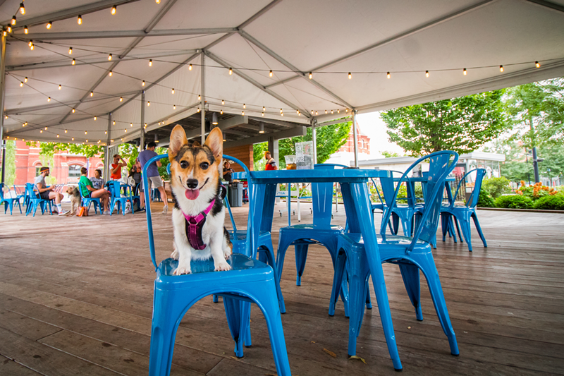 Eating dinner out with your doggo is now legal in Ohio - Photo: Patty Salas