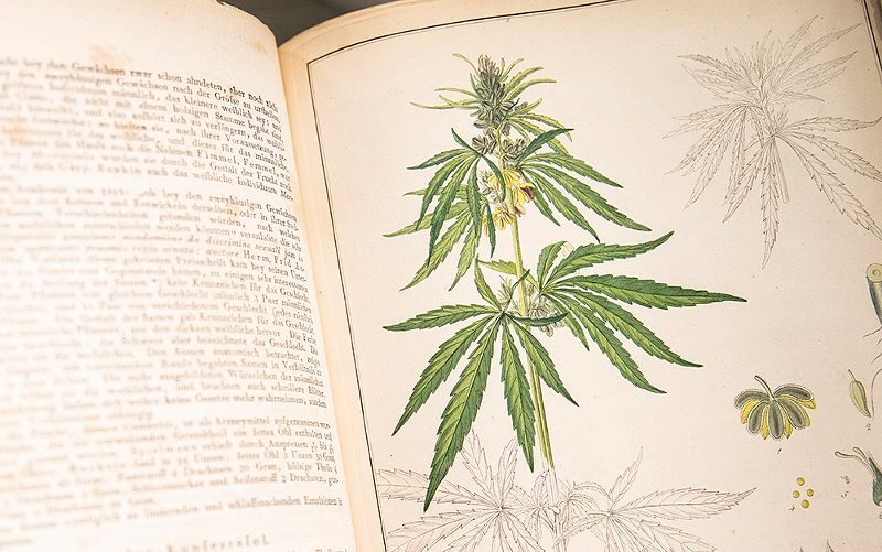 Early botanical depictions from Lloyd Library's 'Through the Rx Bottle' - Photo: Hailey Bollinger
