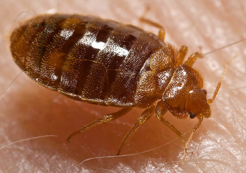 A bed bug nymph - PHOTO: CREATIVE COMMONS