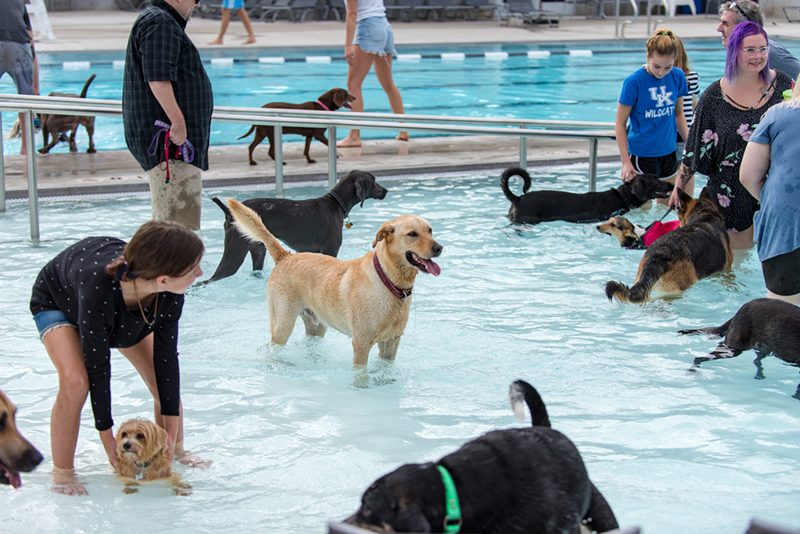Over-the-Rhine's Ziegler Pool Hosts an End-Of-Summer Dog Swim Pawty
