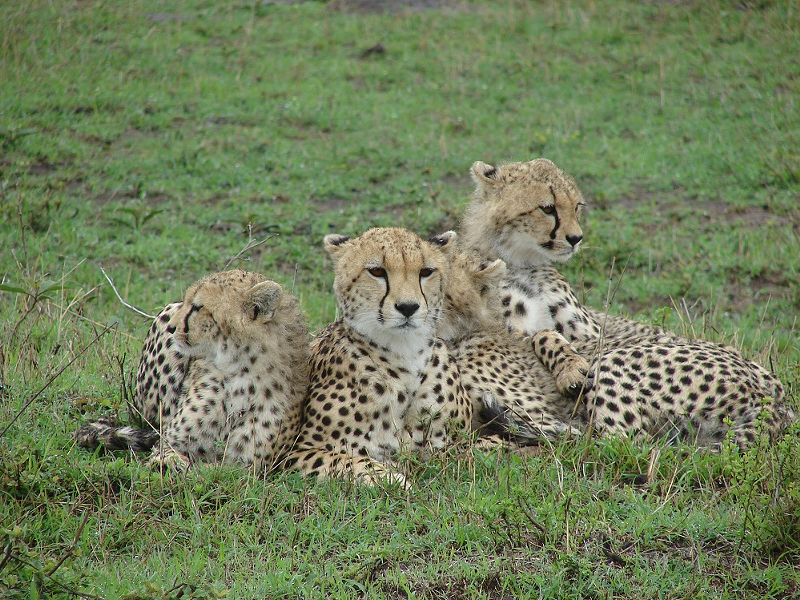 Cheetahs - Photo via Cincinnati Zoo & Botanical Gardens