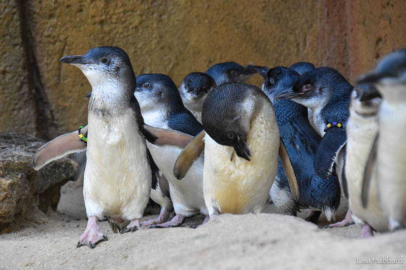 Little blue penguins - Photo: Lisa Hubbard