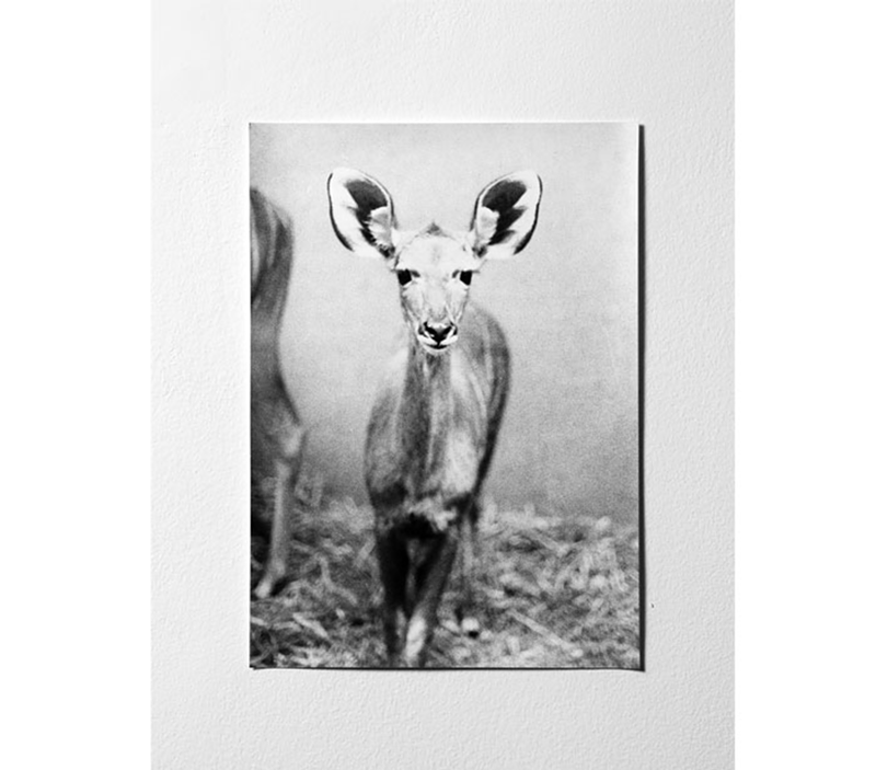 “Untitled (Antelope)” by Jochen Lempert