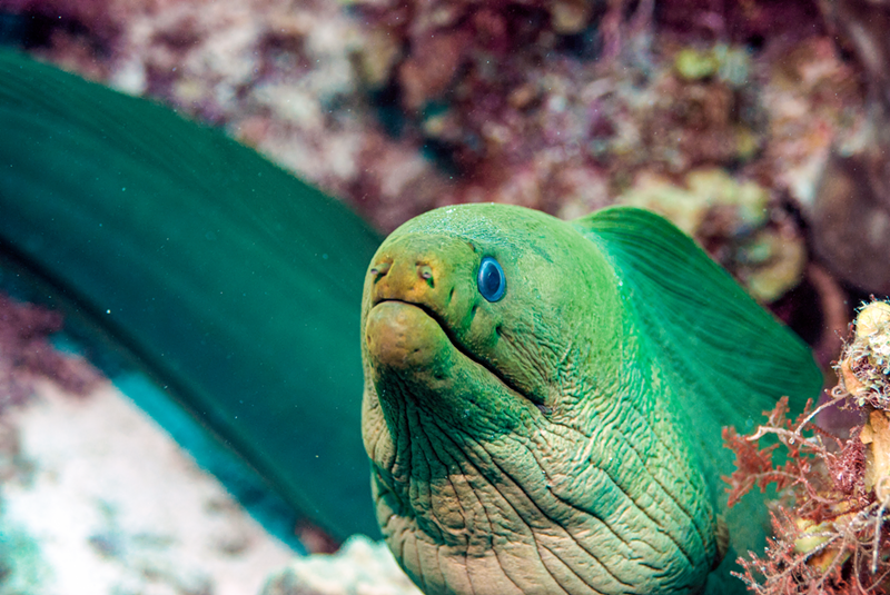 Green moray eel - Photo: Provided by the Newport Aquarium
